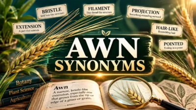 Awn Synonyms